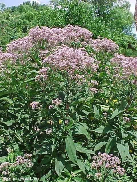 Eupatorium purpureum subsp. maculatum 'Gateway'